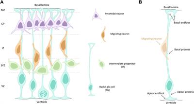 Radial glia progenitor polarity in health and disease